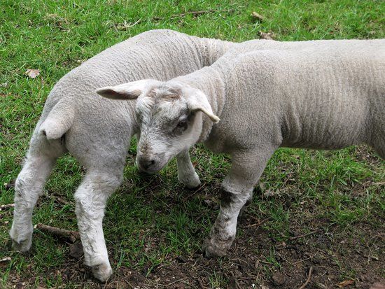 Langleybury Children's Farm